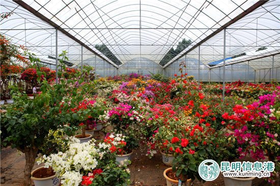 砥礪奮進的五年：昆明宜良成中國三角梅產(chǎn)銷中心