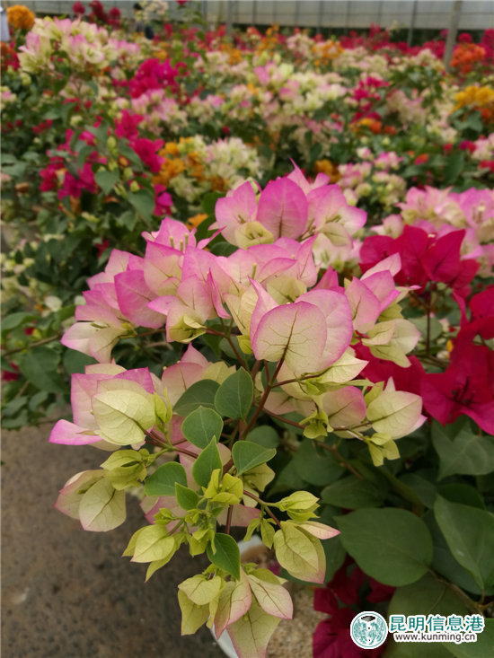 砥礪奮進的五年：昆明宜良成中國三角梅產(chǎn)銷中心