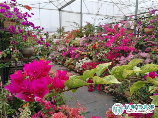 砥礪奮進的五年：昆明宜良成中國三角梅產(chǎn)銷中心