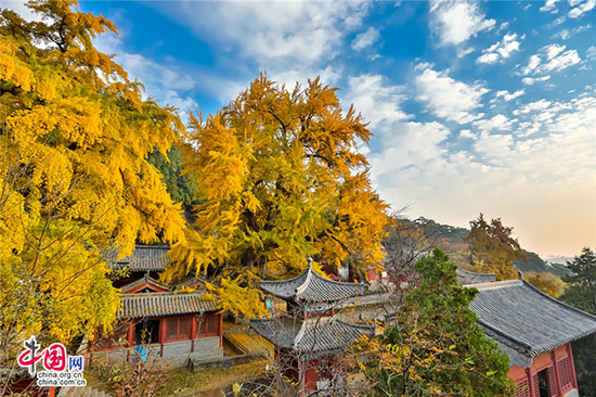 沂水靈泉寺銀杏樹(shù) 喚醒沉睡的金色精靈