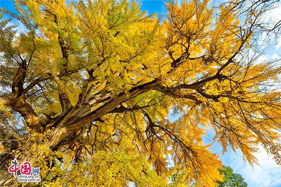 沂水靈泉寺銀杏樹(shù) 喚醒沉睡的金色精靈