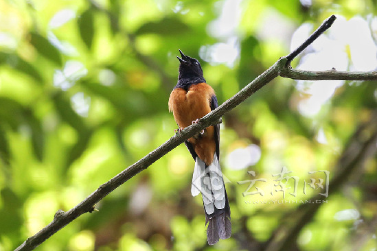 多種珍稀瀕?！懊餍恰兵B(niǎo)亮相第六屆中科院版納熱帶植物園觀鳥(niǎo)節(jié)