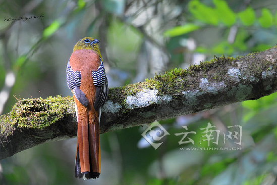 橙胸咬鵑（雄鳥(niǎo)）