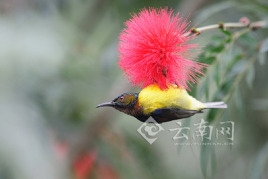 褐喉食蜜太陽(yáng)鳥(niǎo)