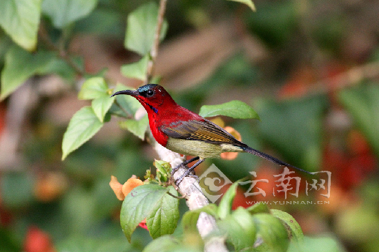 黃腰太陽(yáng)鳥(niǎo)