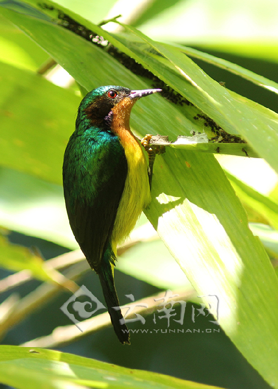 紫頰直嘴太陽(yáng)鳥(niǎo)