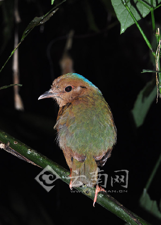 藍(lán)枕八色鶇