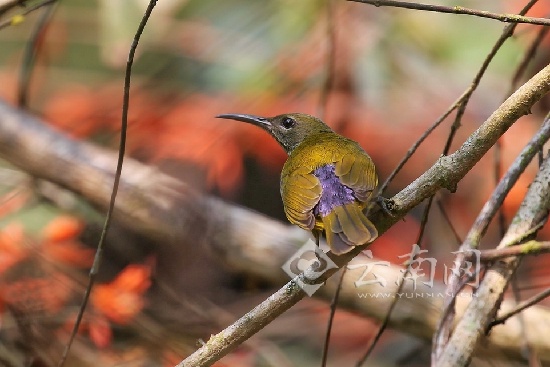 藍(lán)枕花蜜鳥(niǎo)