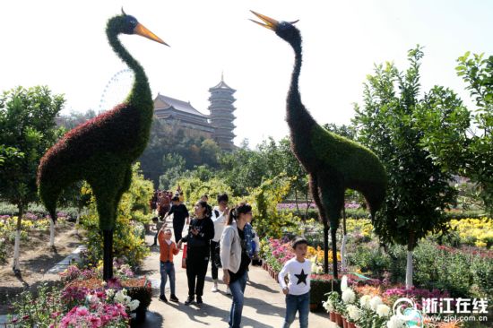 浙江東陽：菊花怒放 游客紛至沓來