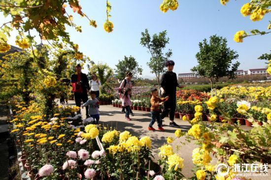 浙江東陽：菊花怒放 游客紛至沓來