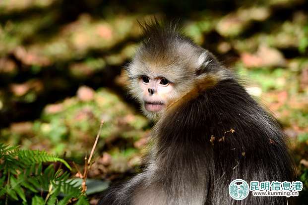 白馬雪山的滇金絲猴。