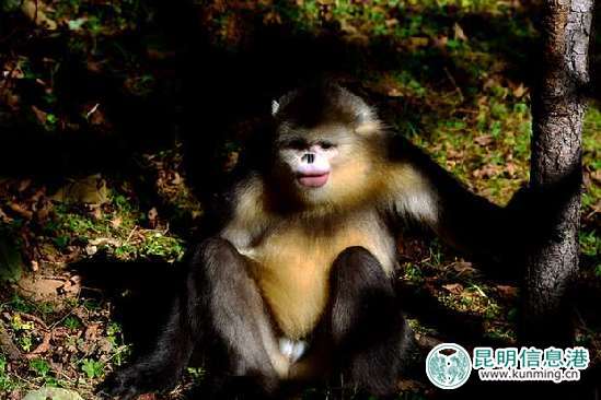 白馬雪山的滇金絲猴。