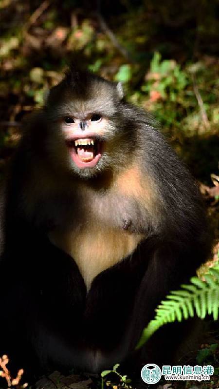 白馬雪山的滇金絲猴。