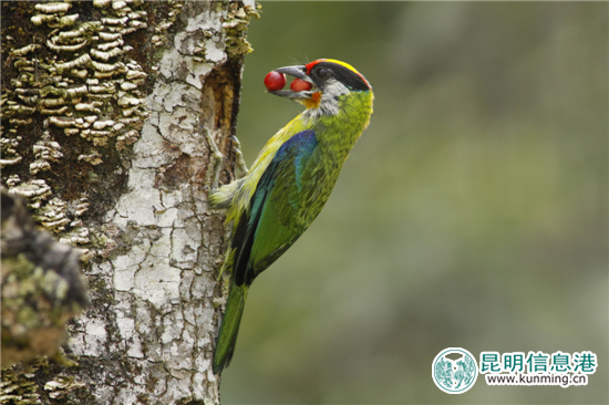 第二屆高黎貢山國際觀鳥節(jié)12月10日啟幕 第二屆高黎貢山國際觀鳥節(jié)12月10日啟幕