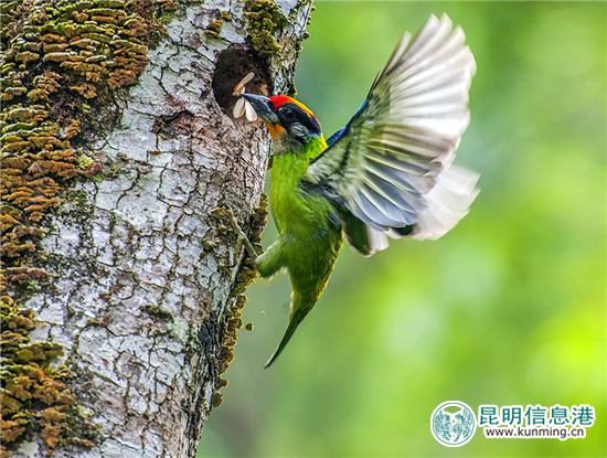 第二屆高黎貢山國際觀鳥節(jié)12月10日啟幕 第二屆高黎貢山國際觀鳥節(jié)12月10日啟幕