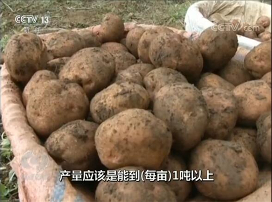 東川李子溝村立足“開花洋芋”優(yōu)勢精準扶貧 引起央視焦點訪談關(guān)注