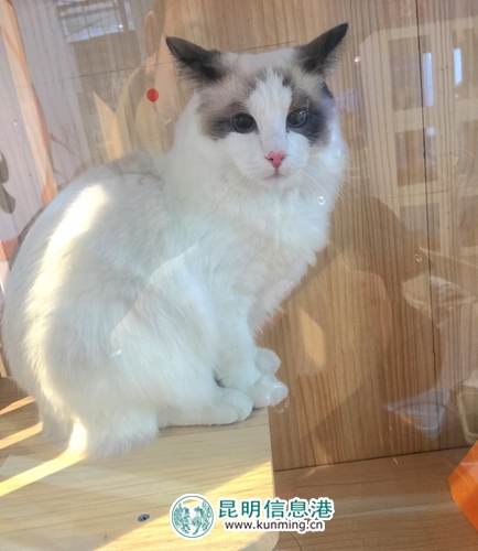 第二屆昆明國際寵物博覽會(huì)開幕 各色貓咪帶來“盛世美顏”