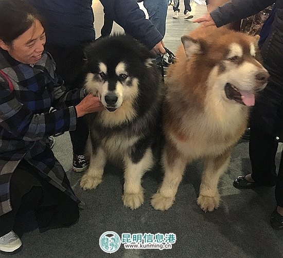 第二屆昆明國際寵物博覽會(huì)開幕 各色貓咪帶來“盛世美顏”