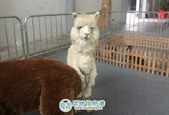 第二屆昆明國際寵物博覽會(huì)開幕 各色貓咪帶來“盛世美顏”