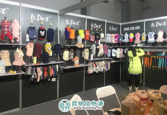 第二屆昆明國際寵物博覽會(huì)開幕 各色貓咪帶來“盛世美顏”