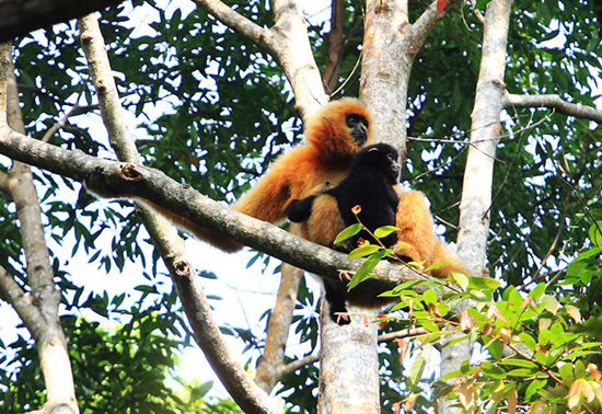 拯救“最孤獨靈長類”的人猿緣在行動