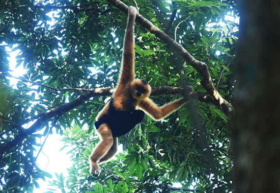 拯救“最孤獨靈長類”的人猿緣在行動