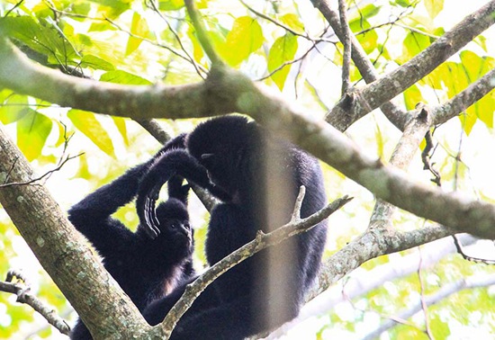 拯救“最孤獨靈長類”的人猿緣在行動