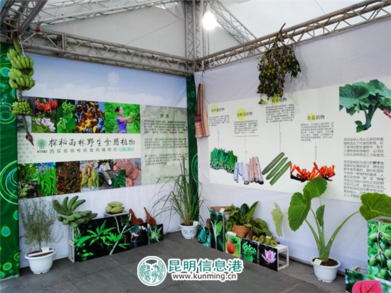 “探秘雨林野生食用植物”科普展亮相第三屆云南名特小吃節(jié)