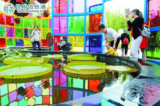 花潮不斷特色漸濃 春城花事“墻內(nèi)俏墻外香”