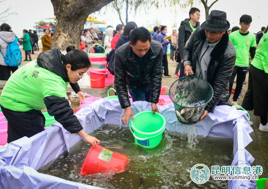 2017年“放魚(yú)滇池生態(tài)保護(hù)行動(dòng)”舉行 10萬(wàn)尾魚(yú)苗入滇池吃藍(lán)藻