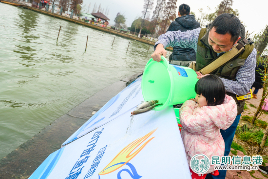 2017年“放魚(yú)滇池生態(tài)保護(hù)行動(dòng)”舉行 10萬(wàn)尾魚(yú)苗入滇池吃藍(lán)藻