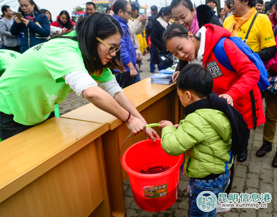 2017年“放魚(yú)滇池生態(tài)保護(hù)行動(dòng)”舉行 10萬(wàn)尾魚(yú)苗入滇池吃藍(lán)藻