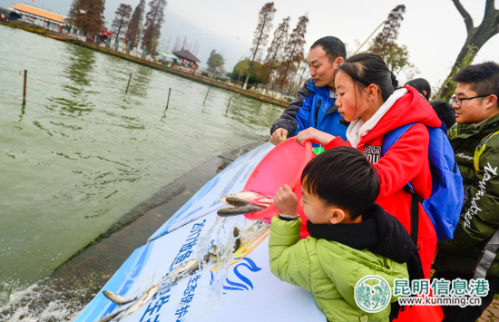 2017年“放魚(yú)滇池生態(tài)保護(hù)行動(dòng)”舉行 10萬(wàn)尾魚(yú)苗入滇池吃藍(lán)藻