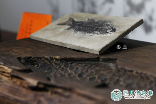 澄江化石地世界自然遺產(chǎn)化石展在昆明淮舍文化空間開幕 澄江化石地世界自然遺產(chǎn)化石展在昆明淮舍文化空間開幕