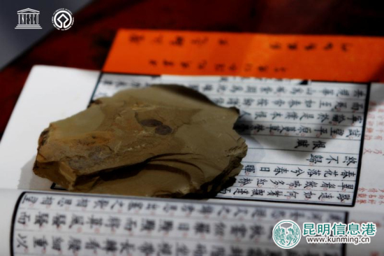 澄江化石地世界自然遺產(chǎn)化石展在昆明淮舍文化空間開幕 澄江化石地世界自然遺產(chǎn)化石展在昆明淮舍文化空間開幕