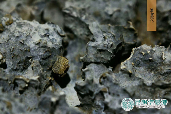 澄江化石地世界自然遺產(chǎn)化石展在昆明淮舍文化空間開幕 澄江化石地世界自然遺產(chǎn)化石展在昆明淮舍文化空間開幕