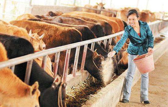 【中國夢實(shí)踐者】王飛朝:深山“女漢子”下崗9年干了1件大事 【中國夢實(shí)踐者】王飛朝:深山“女漢子”下崗9年干了1件大事