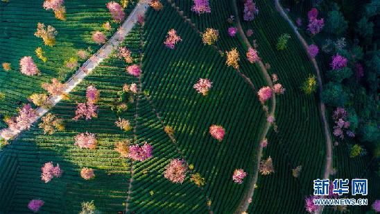 冬日櫻花谷 美景宛如畫(huà) 冬日櫻花谷 美景宛如畫(huà)