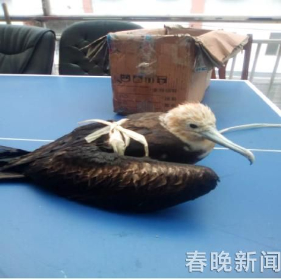 云南境內(nèi)首次發(fā)現(xiàn)鳥類物種“白斑軍艦鳥” 云南境內(nèi)首次發(fā)現(xiàn)鳥類物種“白斑軍艦鳥”