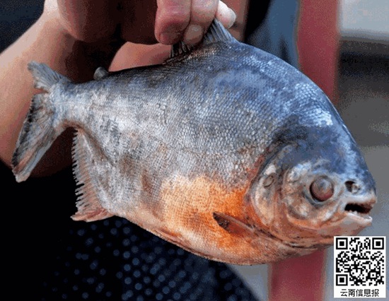景星花鳥市場賣食人魚 專家：確系紅腹食人鯧