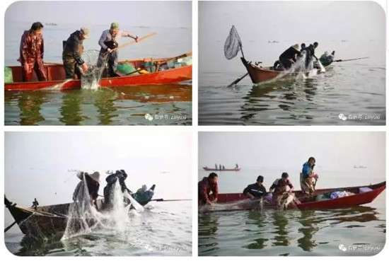 江川星云湖大魚(yú)已上岸 昆明人趕緊南下采購(gòu)腌制