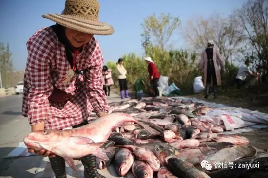 江川星云湖大魚(yú)已上岸 昆明人趕緊南下采購(gòu)腌制