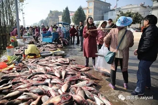 江川星云湖大魚(yú)已上岸 昆明人趕緊南下采購(gòu)腌制