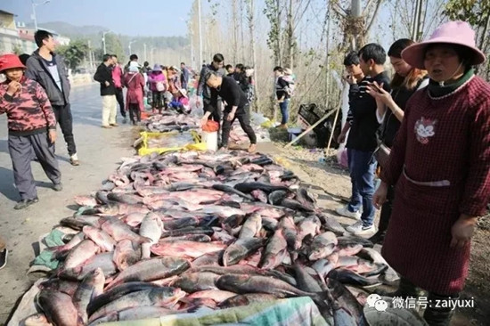 江川星云湖大魚(yú)已上岸 昆明人趕緊南下采購(gòu)腌制