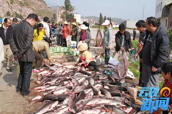 江川星云湖大魚(yú)已上岸 昆明人趕緊南下采購(gòu)腌制