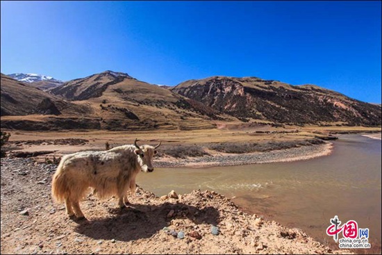 越南留學(xué)生與瀾滄江源頭的“甜蜜初戀”