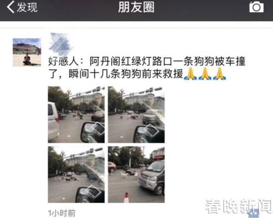 流浪狗路中被撞傷 10余小伙伴不離不棄守護(hù)身邊 流浪狗路中被撞傷 10余小伙伴不離不棄守護(hù)身邊