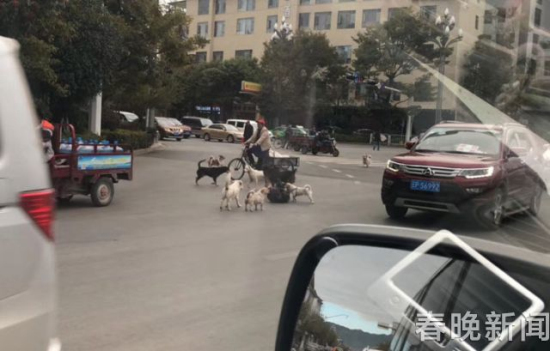 流浪狗路中被撞傷 10余小伙伴不離不棄守護(hù)身邊 流浪狗路中被撞傷 10余小伙伴不離不棄守護(hù)身邊