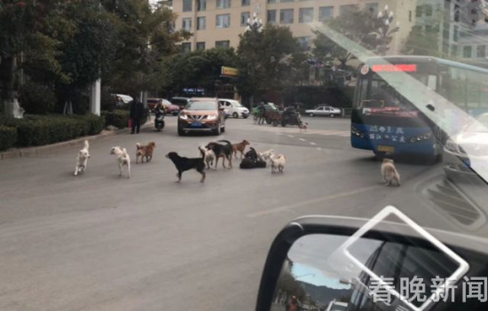 流浪狗路中被撞傷 10余小伙伴不離不棄守護(hù)身邊 流浪狗路中被撞傷 10余小伙伴不離不棄守護(hù)身邊