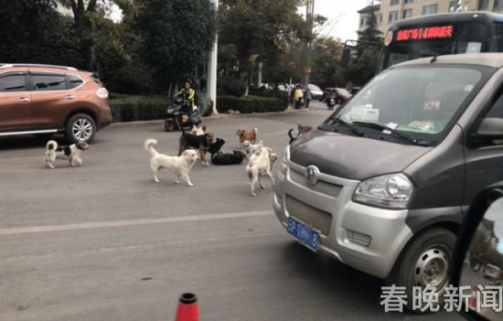 流浪狗路中被撞傷 10余小伙伴不離不棄守護(hù)身邊 流浪狗路中被撞傷 10余小伙伴不離不棄守護(hù)身邊